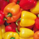 Chili-Peppers-350x350